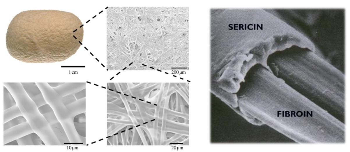 Scanning electron microscopy of silk fiber